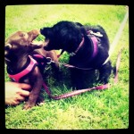 puppies