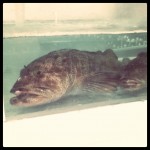 Poor fishies