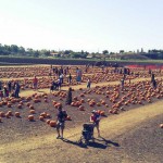 Ardenwood Farm for Scarlet's 5th bday