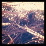 Potato Bug at Muddy Buddy, San Jose