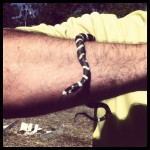 baby king snake at Muddy Buddy, San Jose