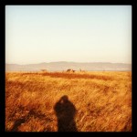 Tule Elk